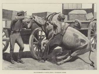 O Rinderpest na África do Sul, fisicando o gado